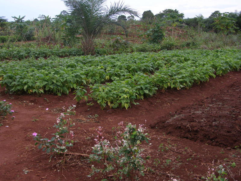 img-terreno-agricolo-abitazione-del-custode-e-pozzo